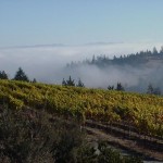 balistreri-vineyard-fog