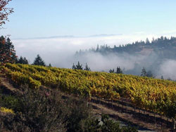 Hawk Hill Vineyard