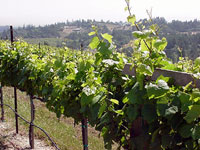 Hawk Hill Vineyard