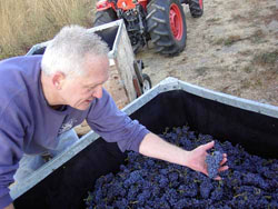 John Drady at harvest