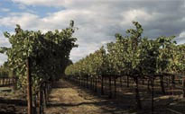 Turnbull Vineyard