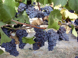 Verasion